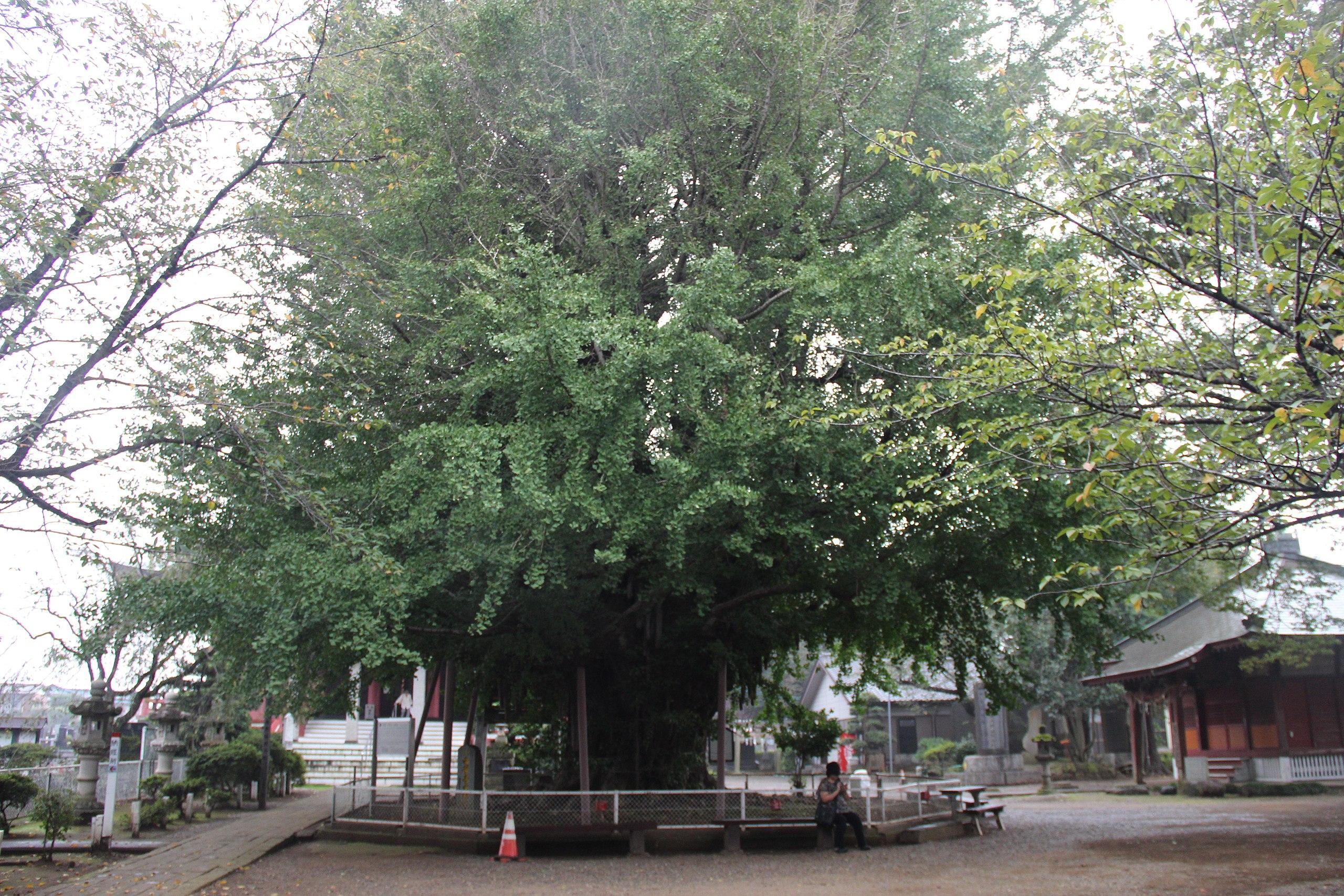 🏯 해상산 치바데라 (카이조잔 센요지)